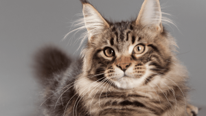 Maine Coon Cat