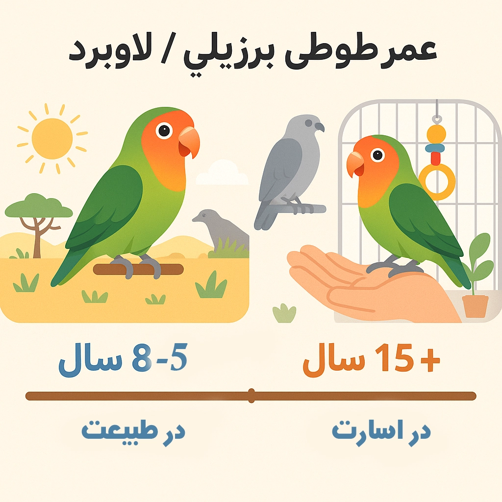 اینفوگرافیک یا تصویر مفهومی از طول عمر طوطی برزیلی (لاوبرد)؛ مقایسه دوام زندگی در طبیعت و شرایط نگهداری خانگی، با نماد ساعت شنی و چند لاوبرد در سنین مختلف